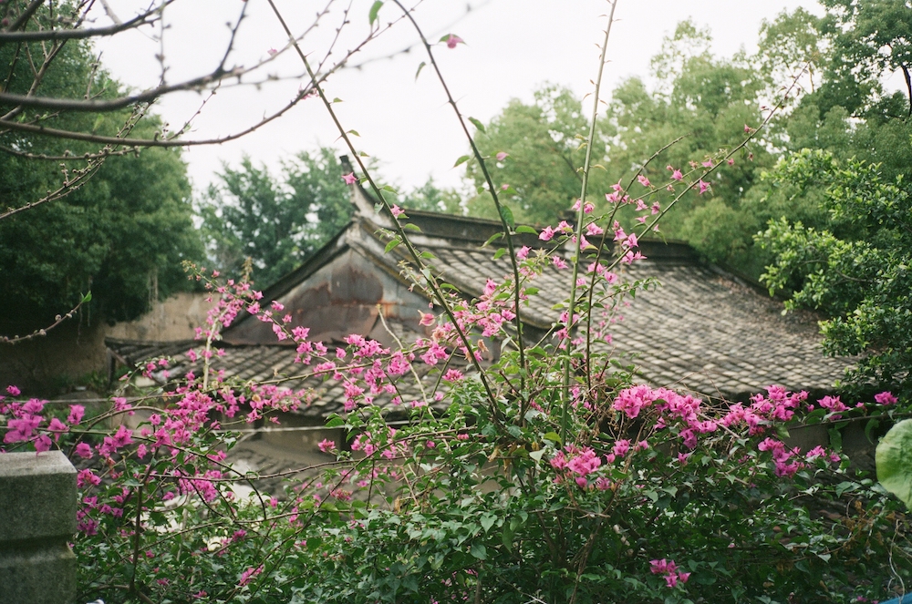 杭州春色